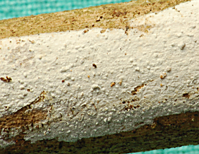 Hyphoderma sambuci